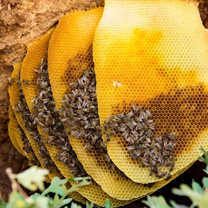 organic honey collection