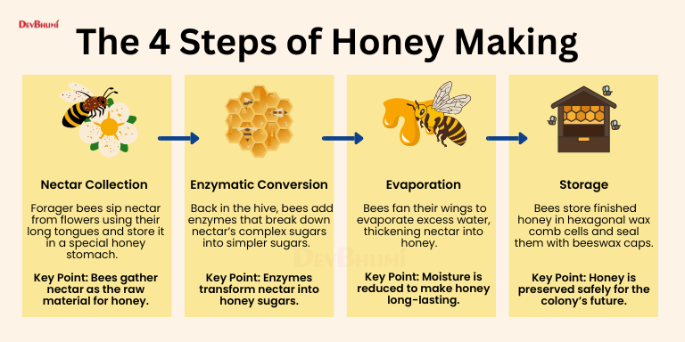 How Honey Is Made